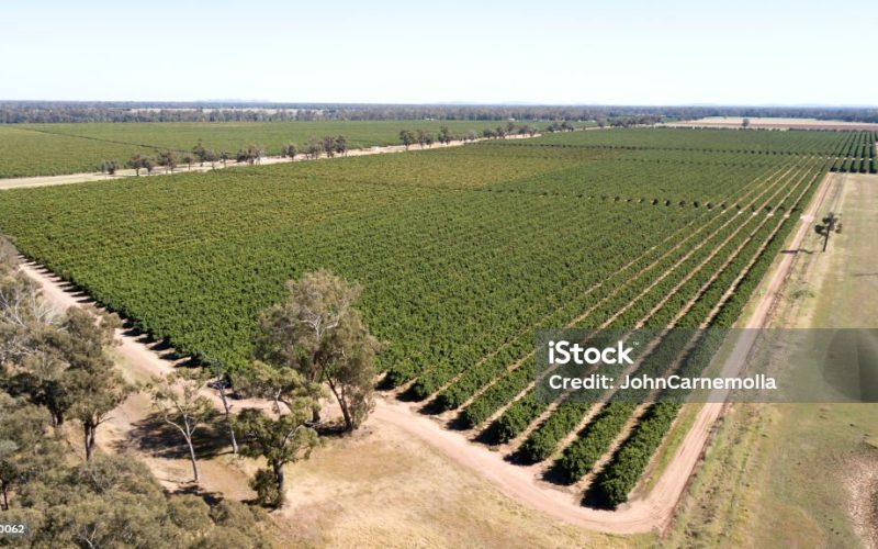 Aerial view of a fruit orchard near the town of  Forbes New South Wales, Australia.